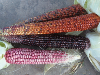 Corn ~ Heirloom and Native
